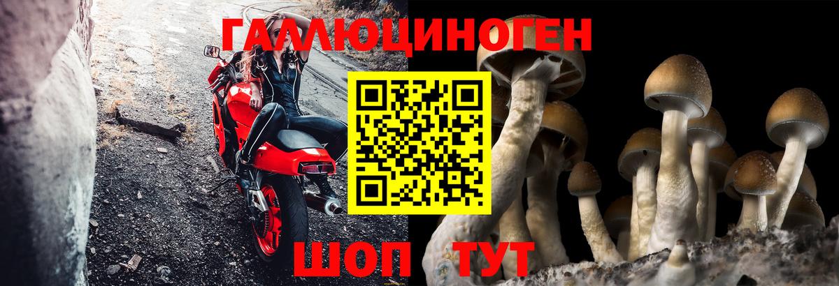 Галлюциногенные грибы Psilocybe Урай